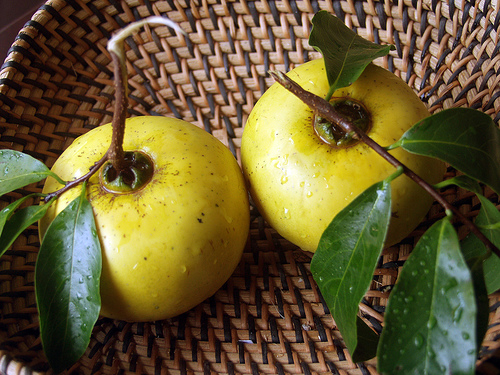 Quả thị là quả gì?  Có vào mùa nào?