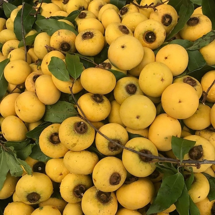 Giá trị dinh dưỡng quả thị