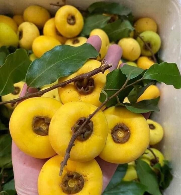 Công dụng với sức khỏe của quả thị