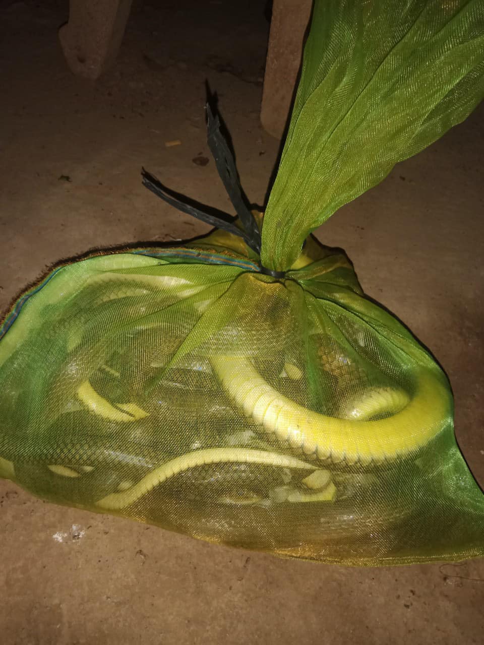 Giới thiệu về rắn ráo