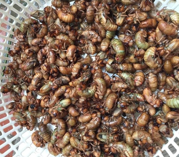 Lưu ý khi sử dụng ve sầu non