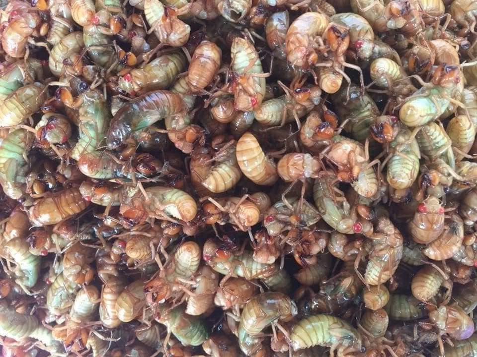 Giá ve sầu non có đắt không?